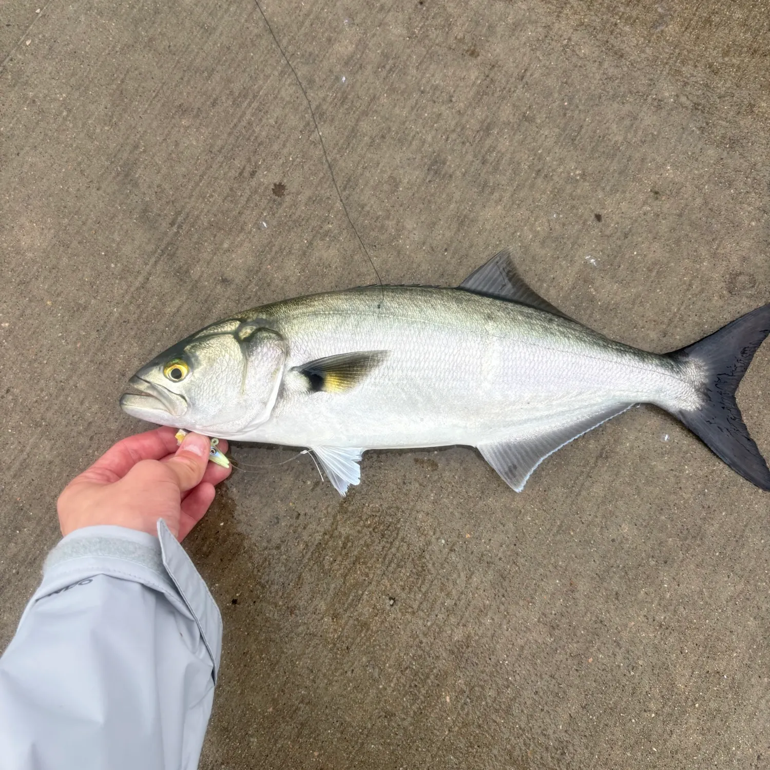 Bluefish caught on Fishbrain