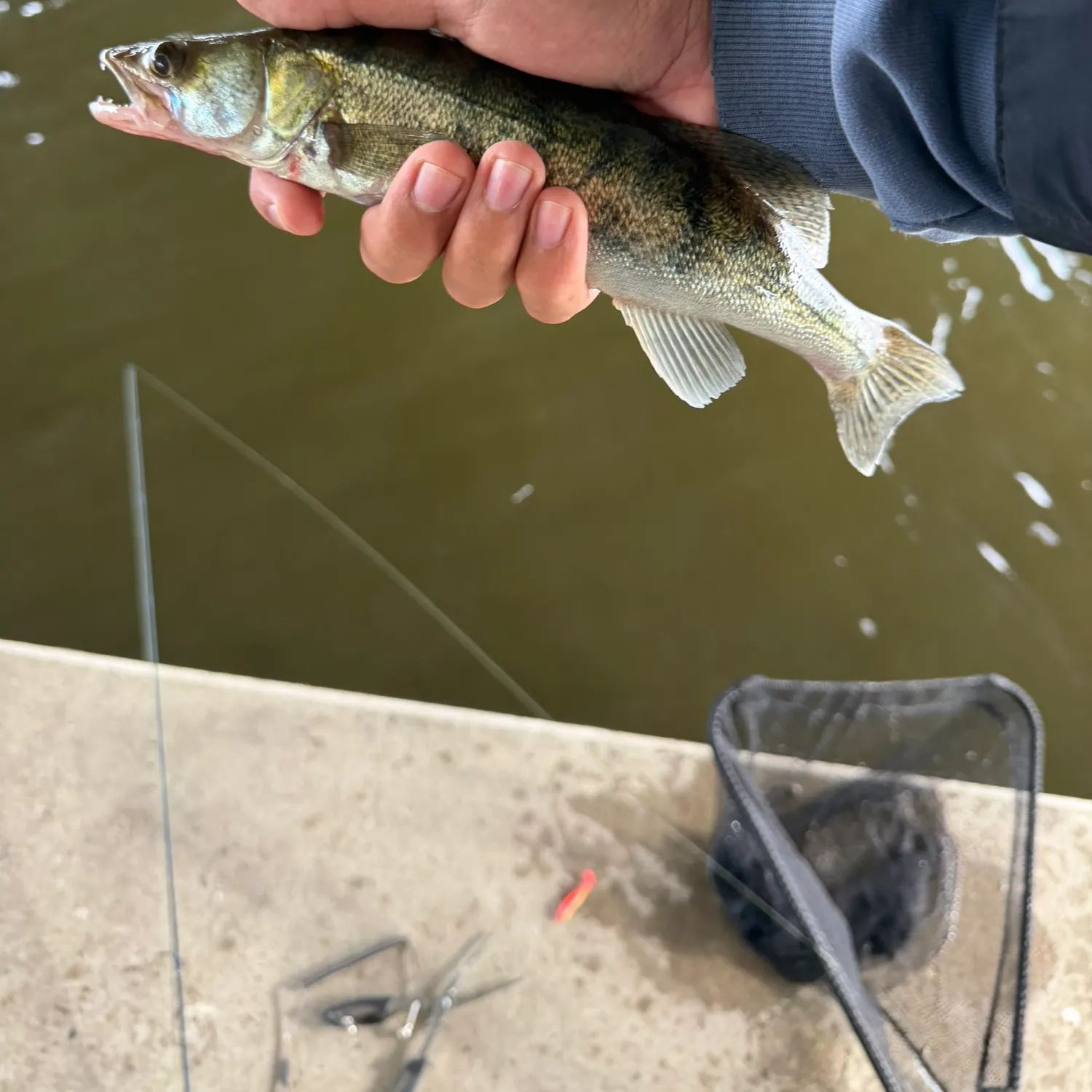 Zander caught on Fishbrain