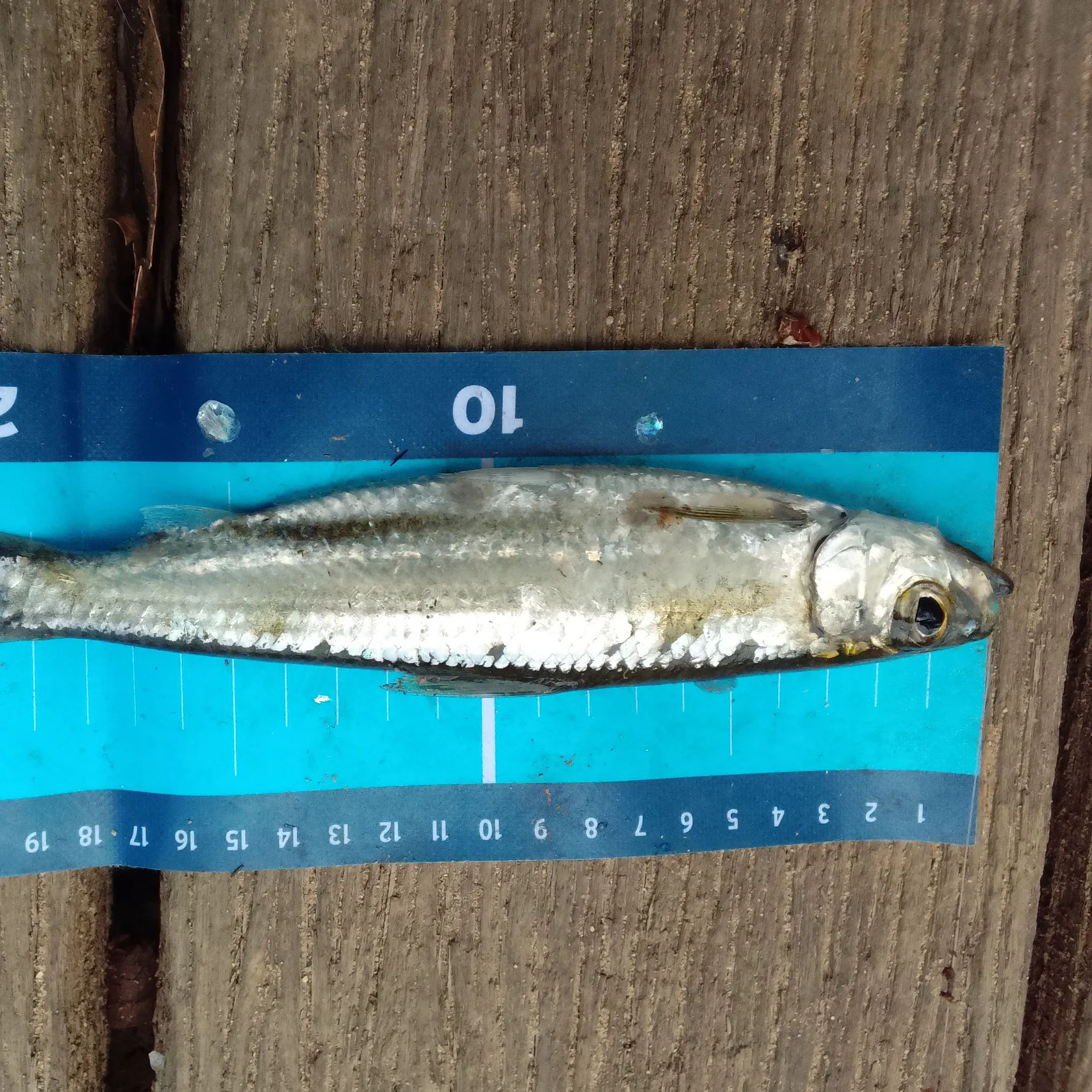 The most recent Atlantic herring catches on Fishbrain