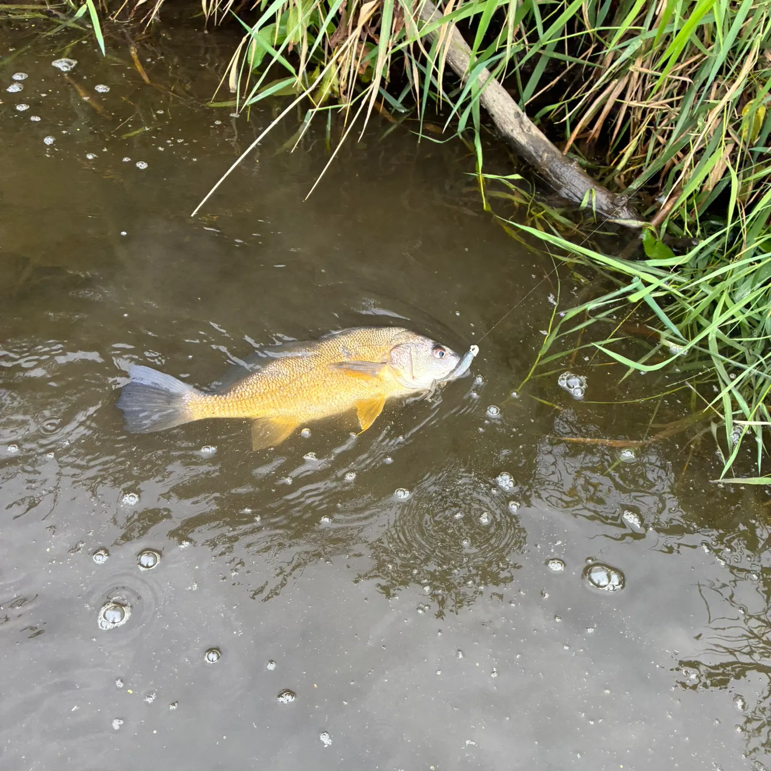 Freshwater drum caught on Fishbrain
