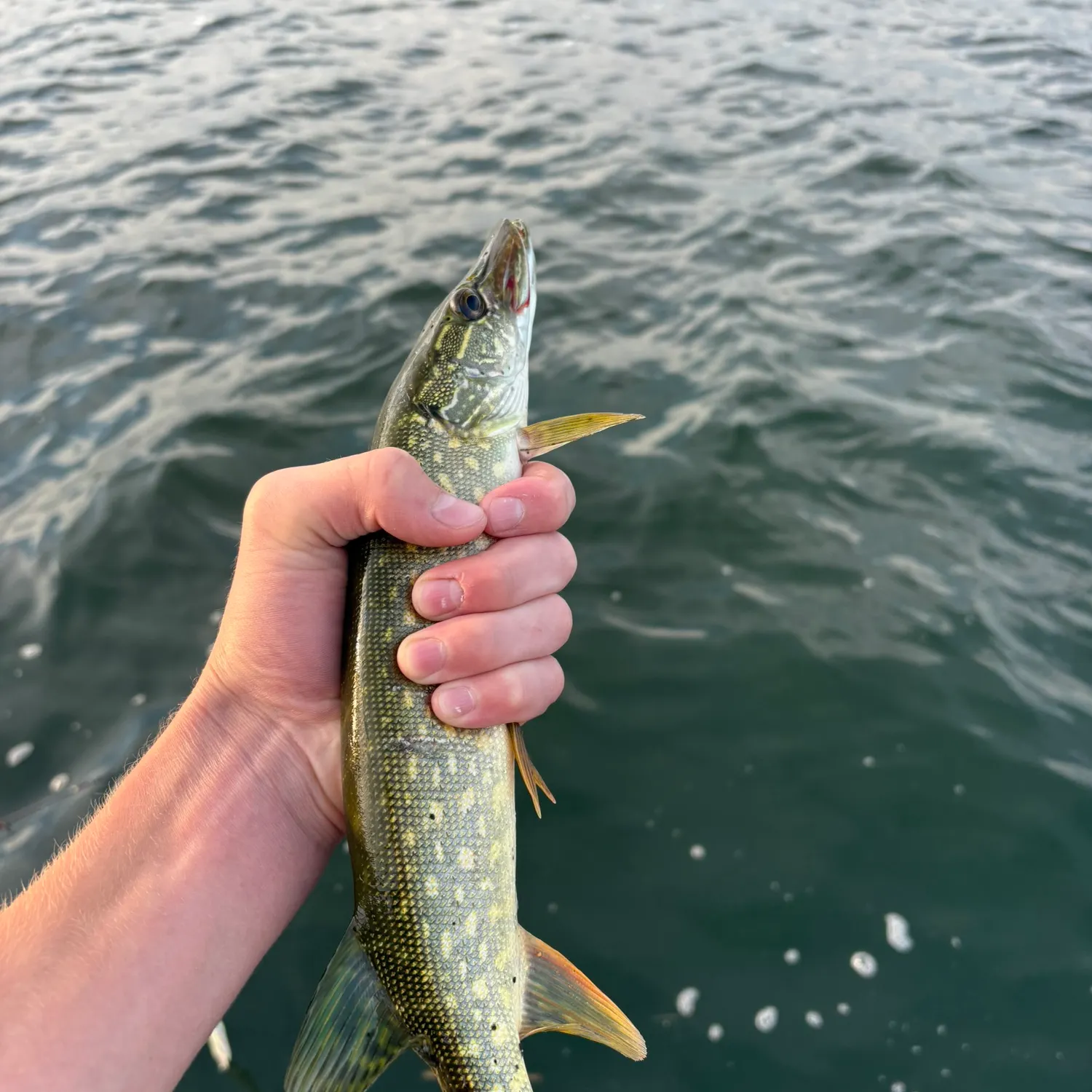 Northern pike caught on Fishbrain