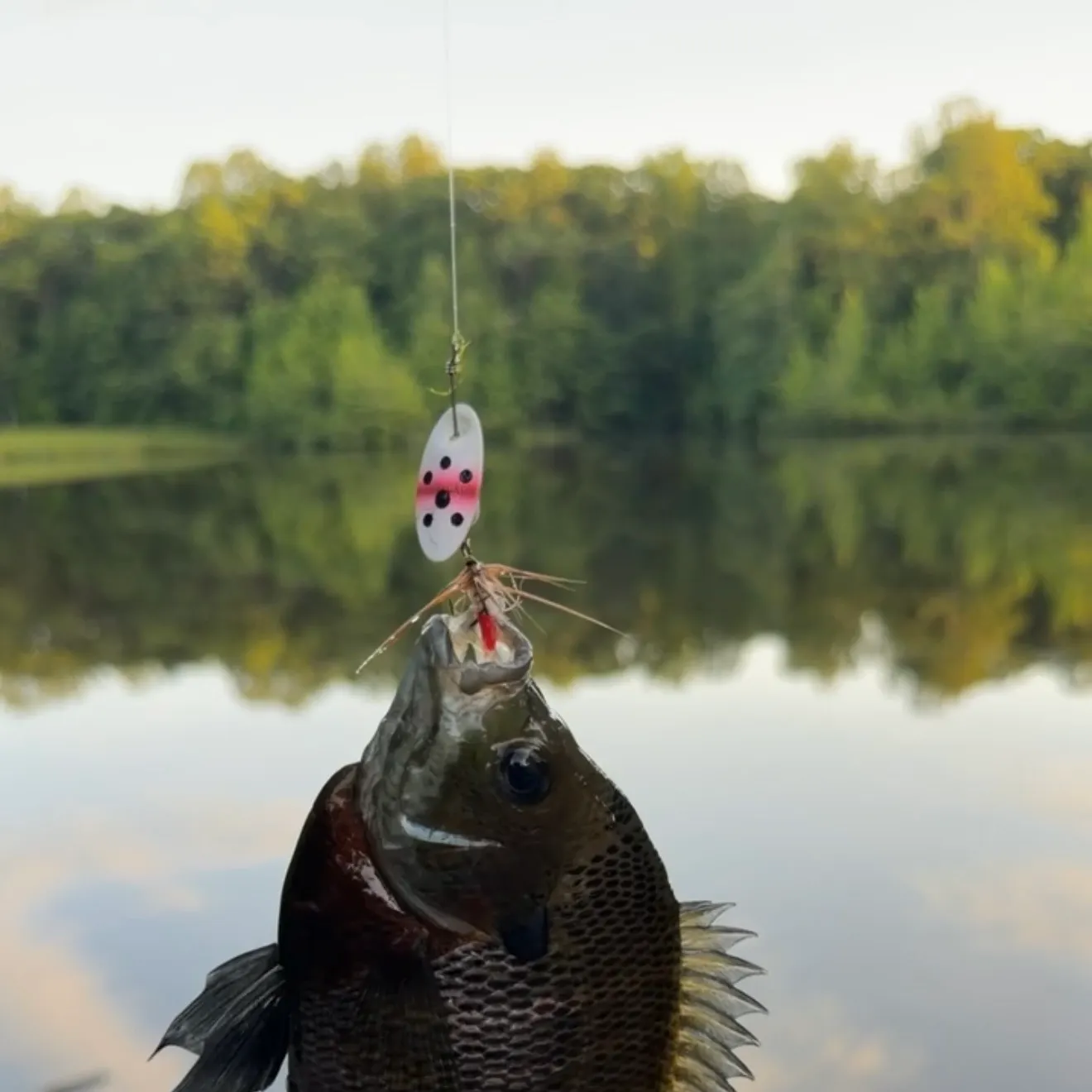 The most recent Redear x bluegill catches on Fishbrain