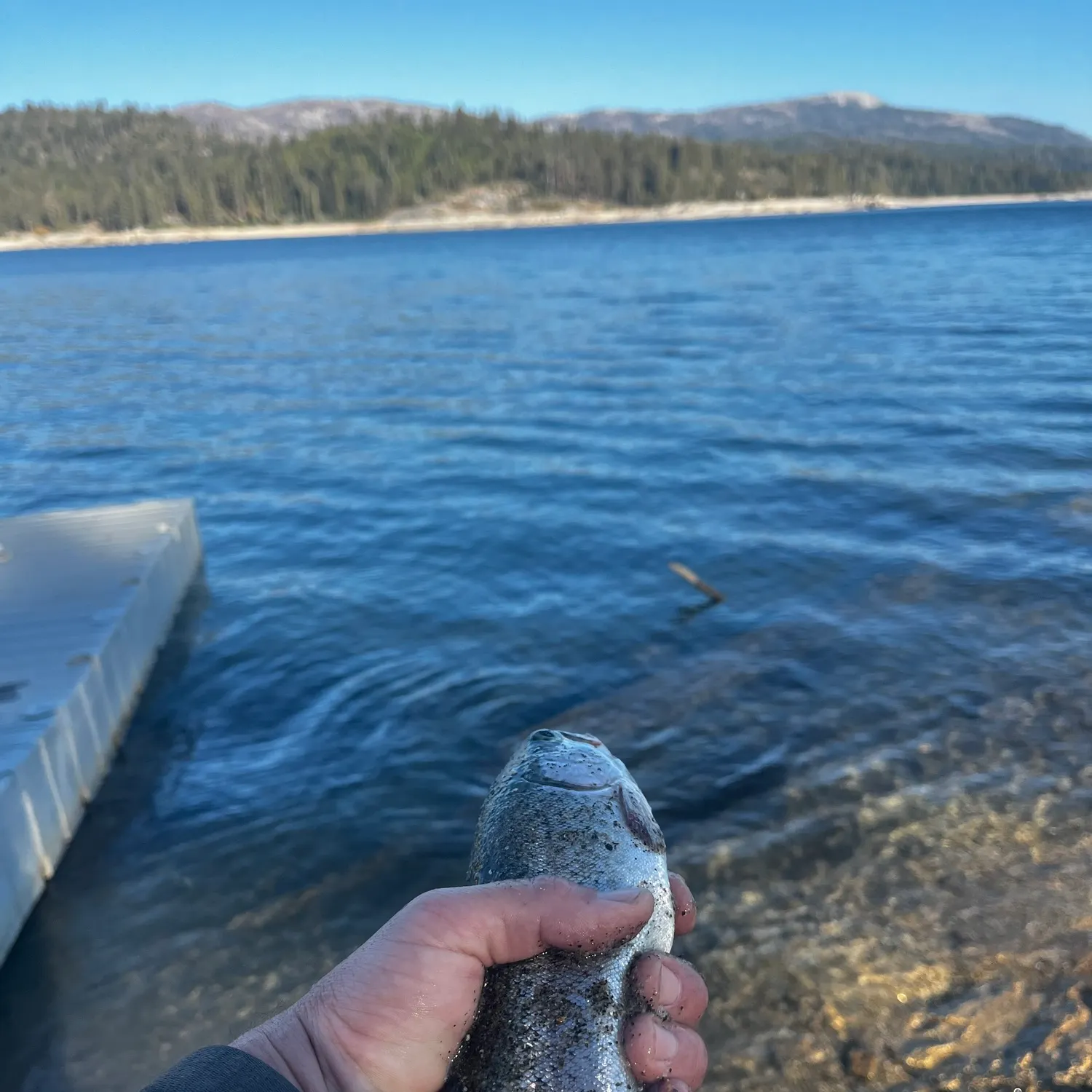 Rainbow trout caught on Fishbrain