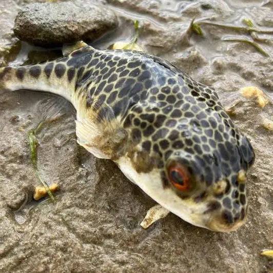 The most recent Yellow-stripe toadfish catches on Fishbrain