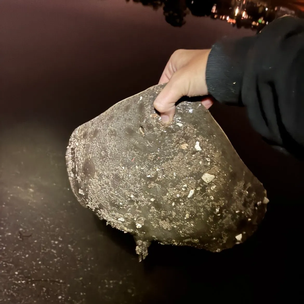 The most recent Spiny butterfly ray catches on Fishbrain