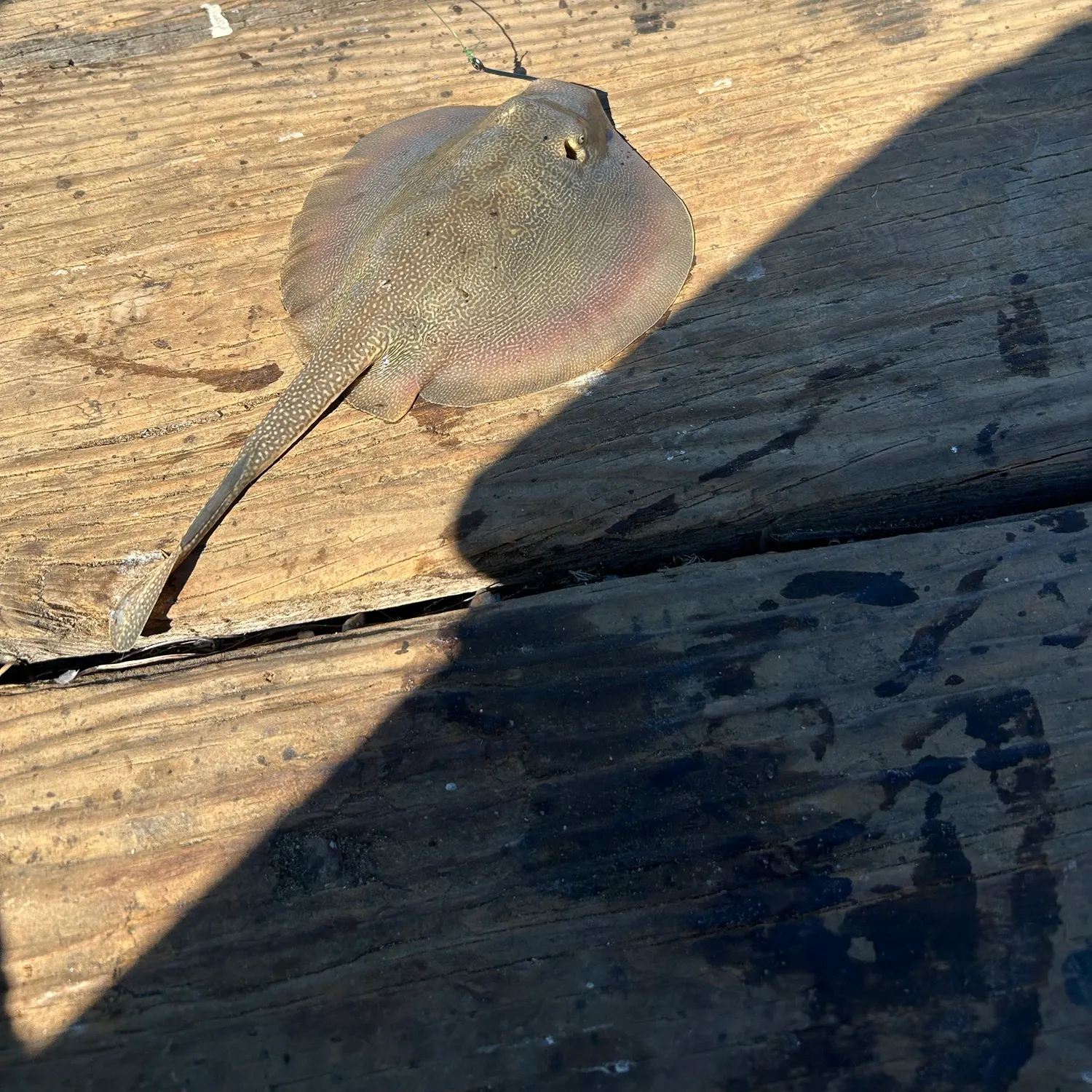 The most recent Haller's round ray catches on Fishbrain