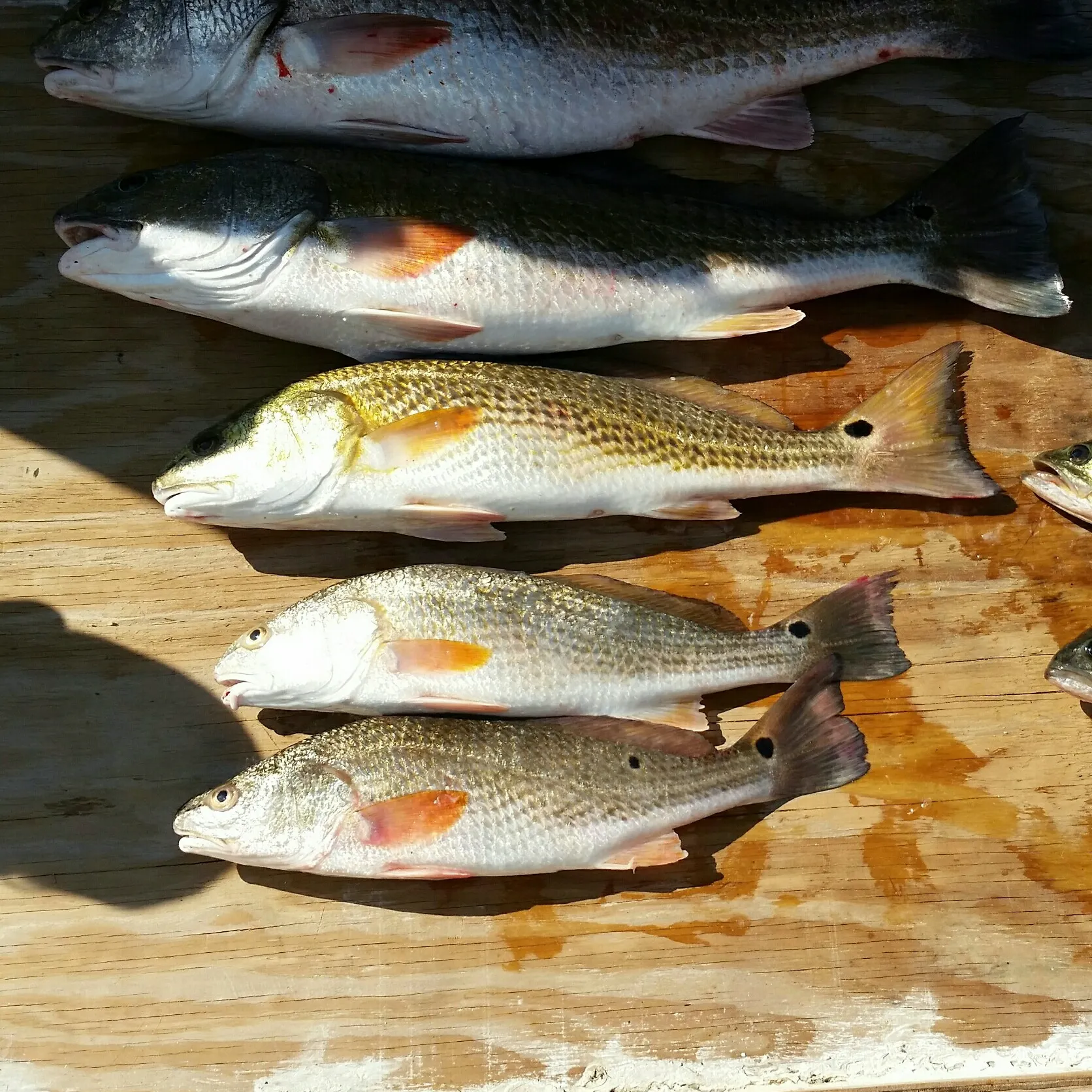 recently logged catches