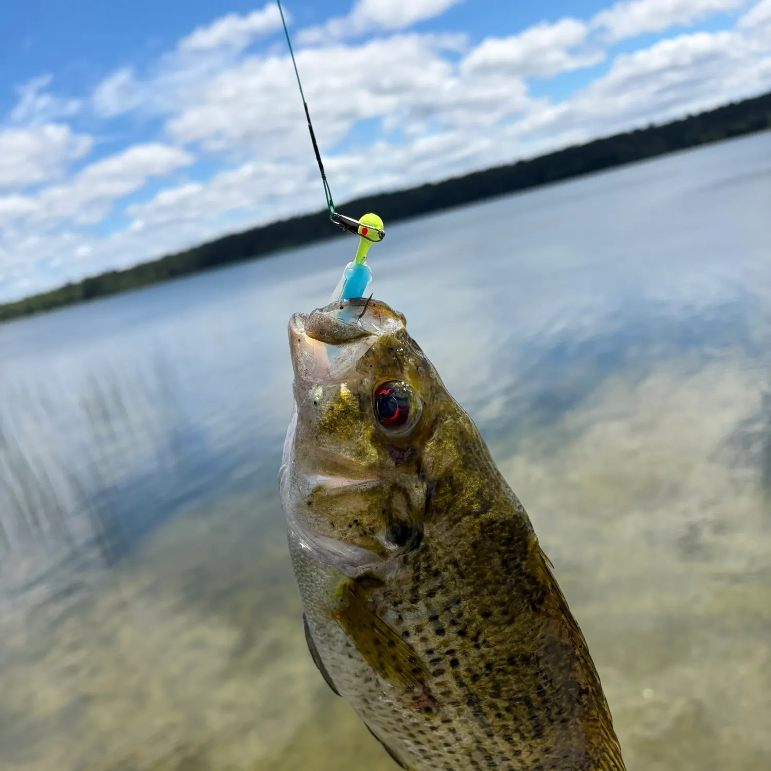 Rock bass caught on Fishbrain