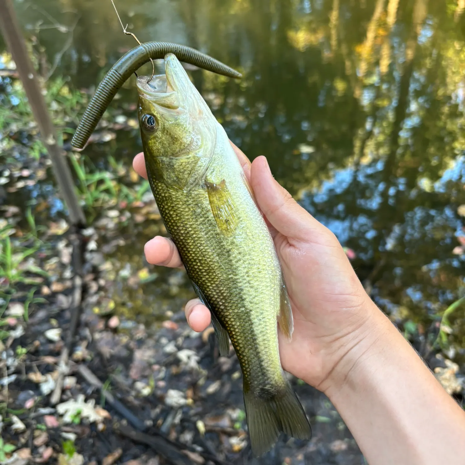 Largemouth bass caught on Fishbrain