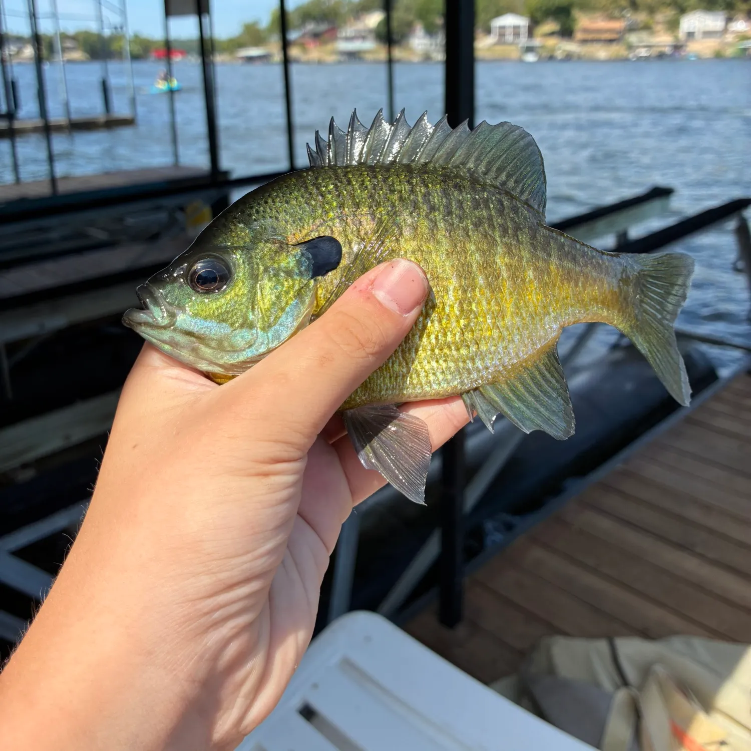 Bluegill caught on Fishbrain