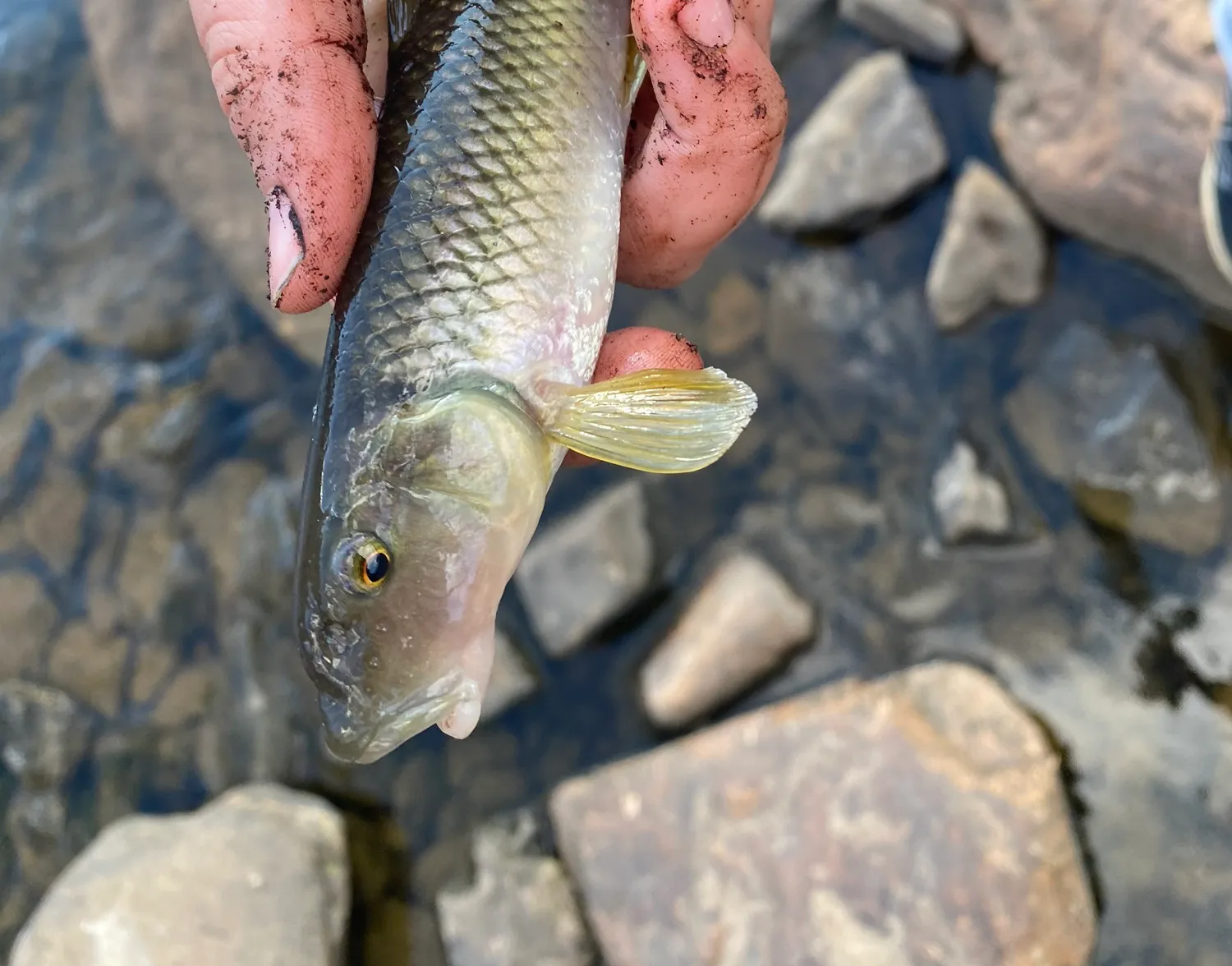 River chub