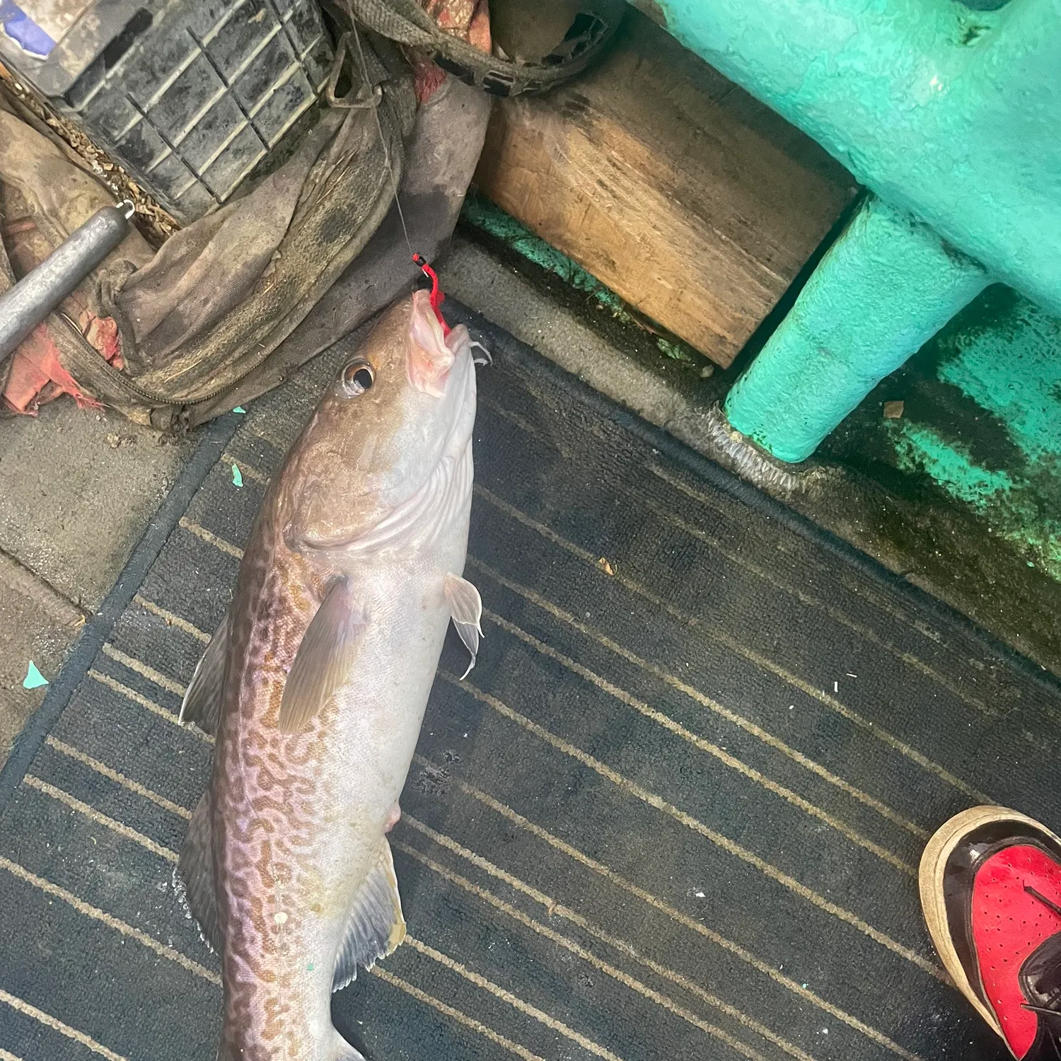 The most recent Pacific cod catches on Fishbrain