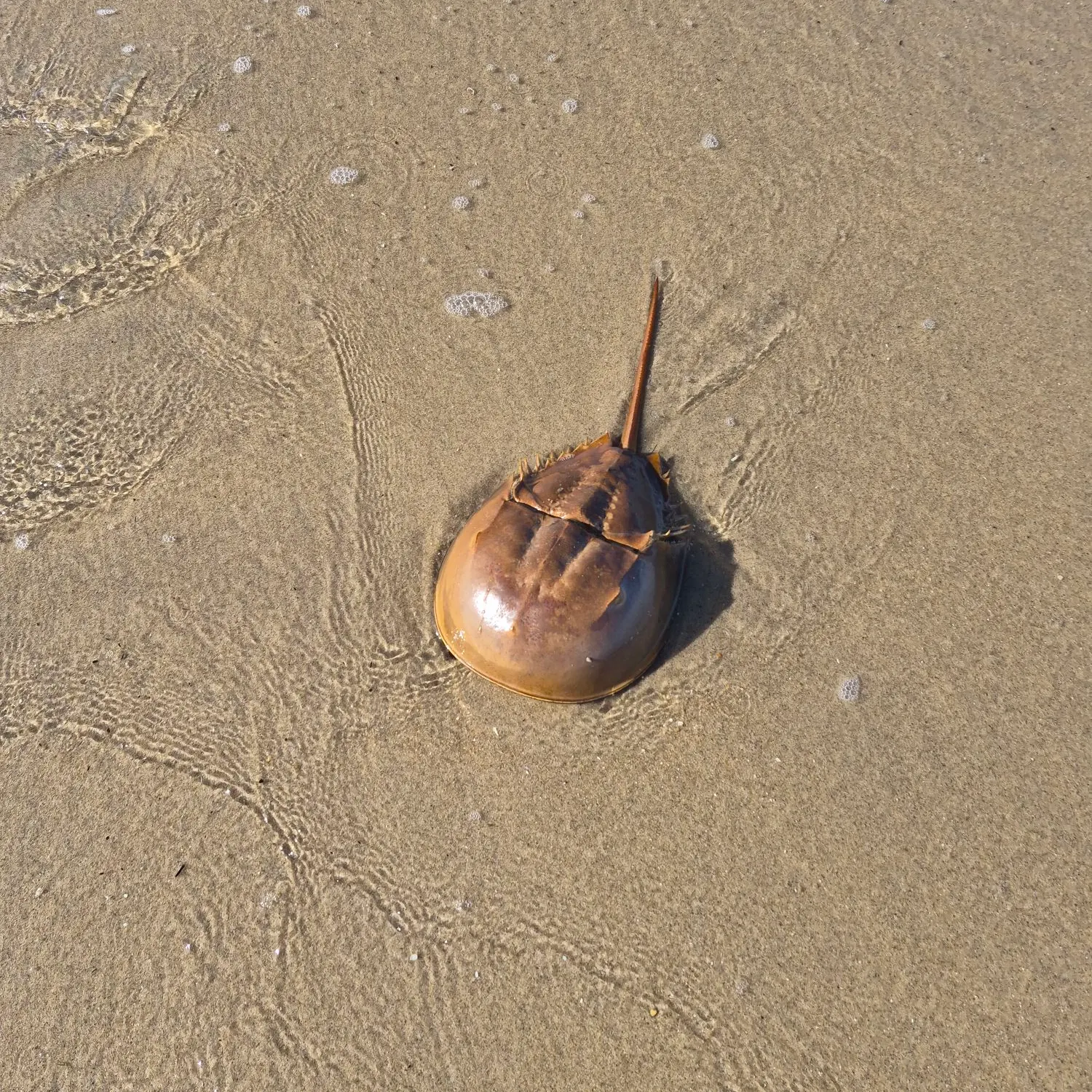 The most recent Atlantic horseshoe crab catches on Fishbrain