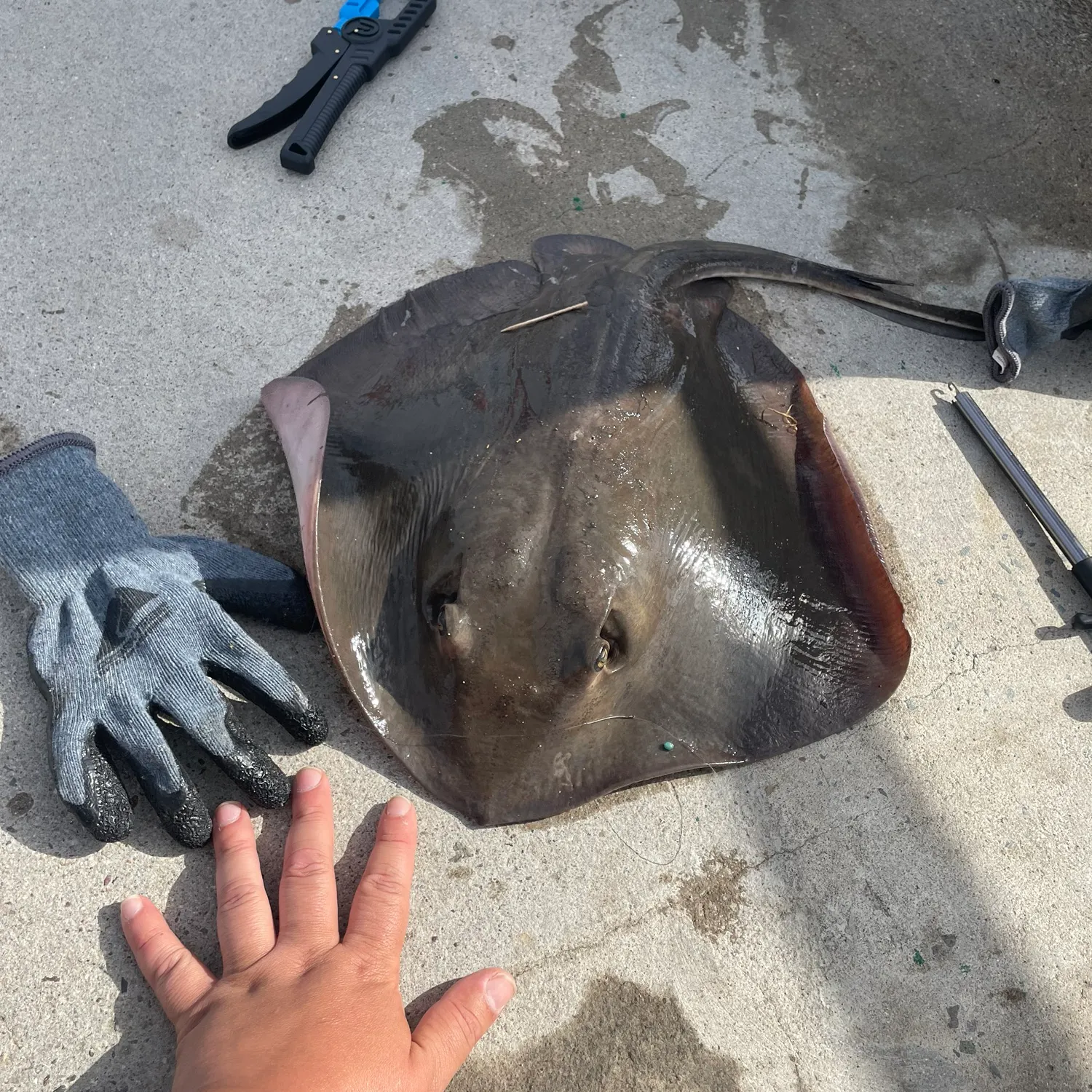 The most recent Diamond stingray catches on Fishbrain