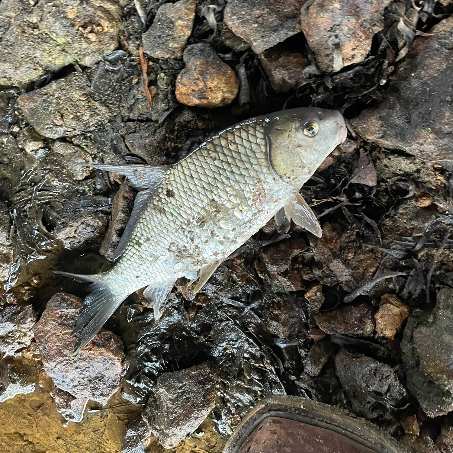 The most recent Quillback catches on Fishbrain