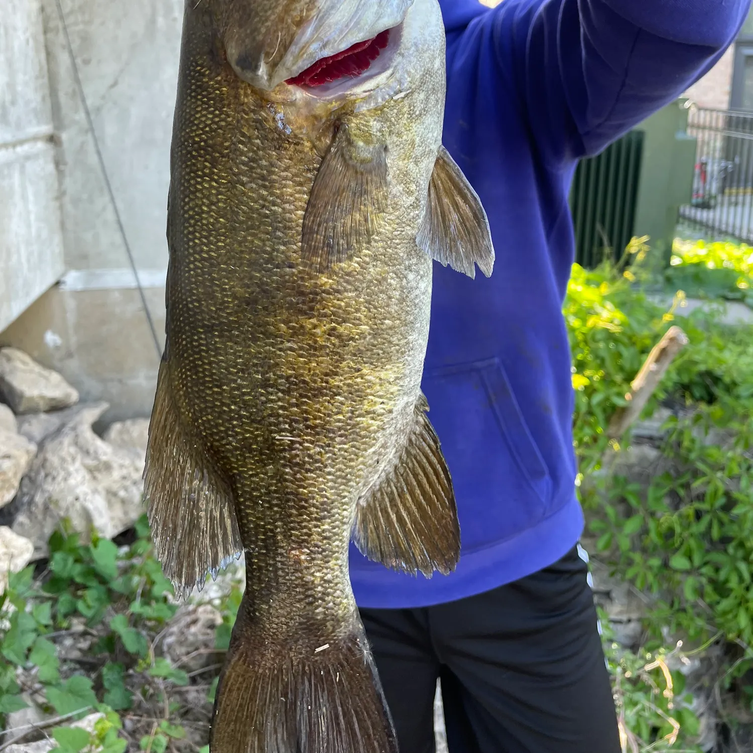 The most recent Smallmouth bass catches on Fishbrain