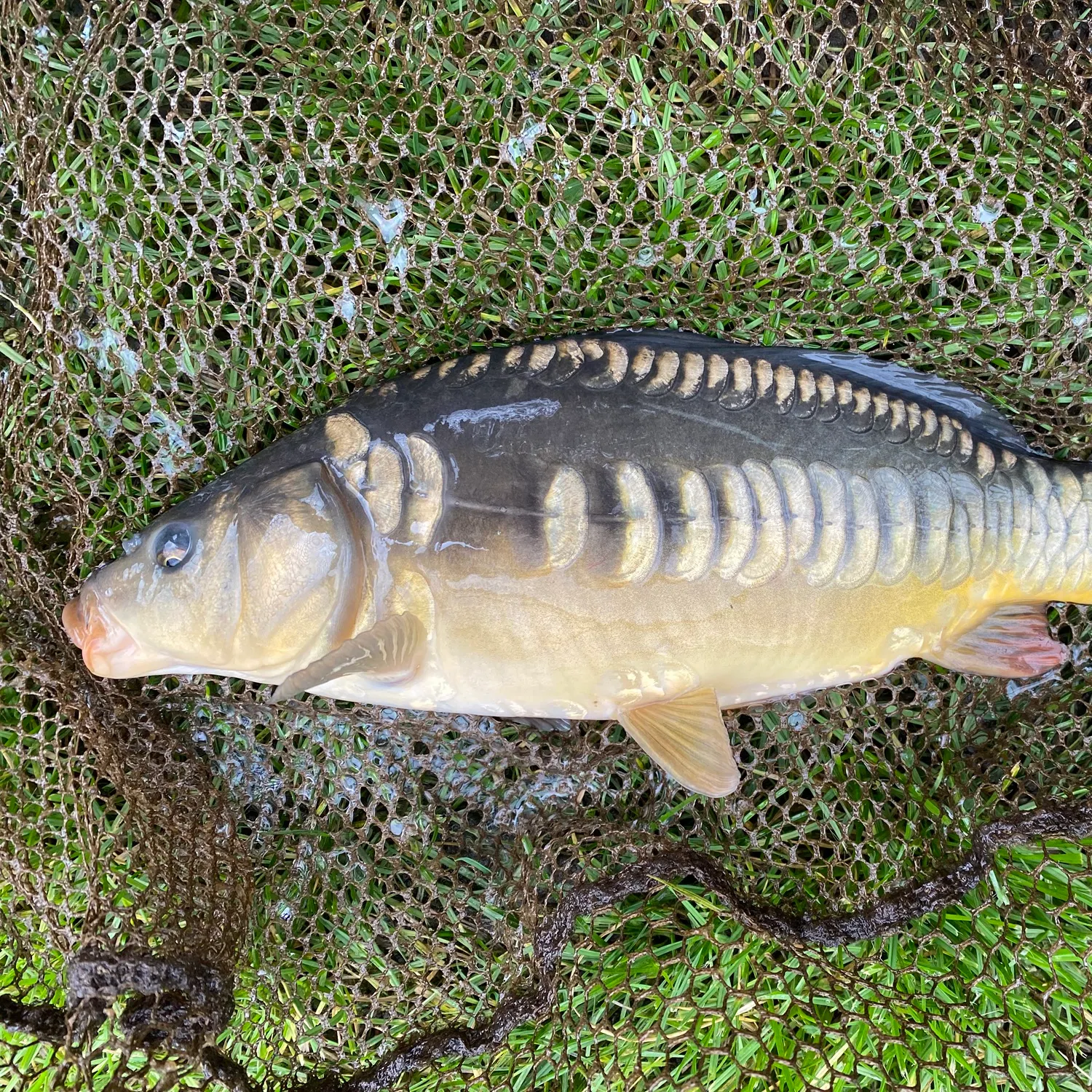 Mirror carp caught on Fishbrain