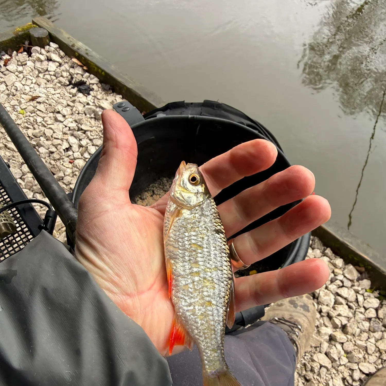 The most recent Common rudd catches on Fishbrain