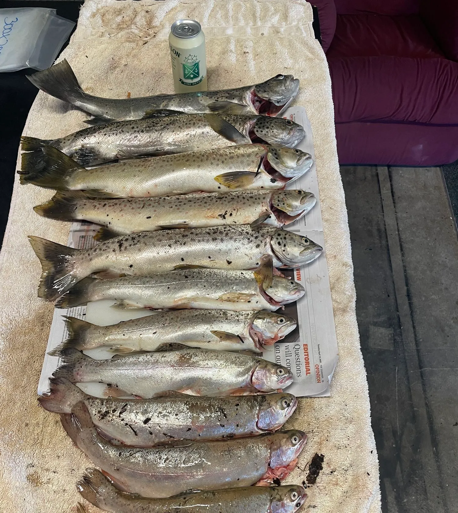 recently logged catches