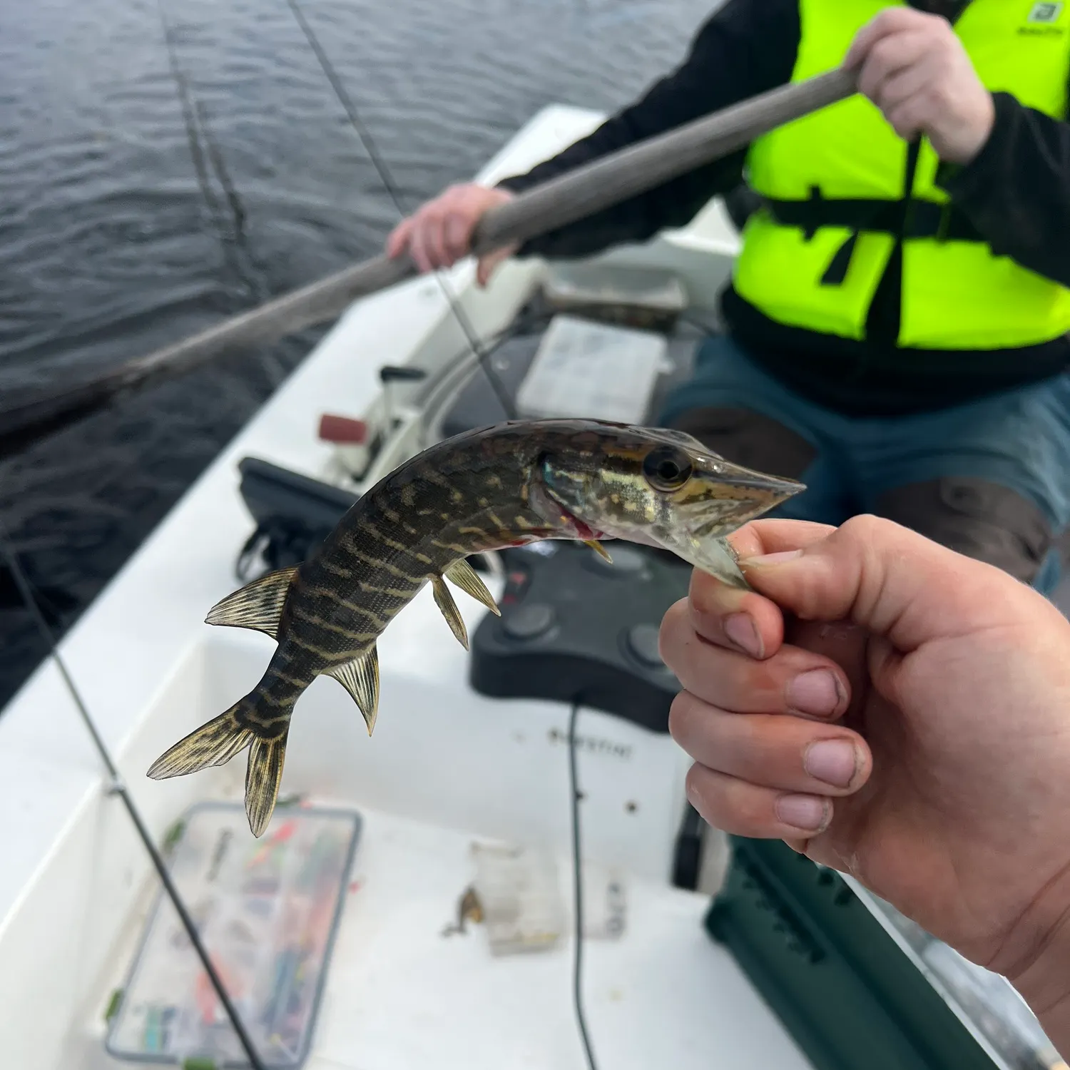 Northern pike caught on Fishbrain