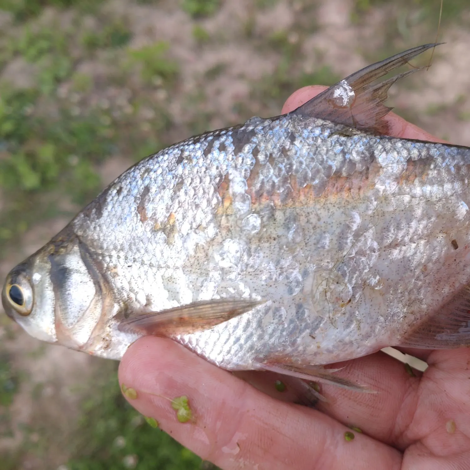 Common bream caught on Fishbrain
