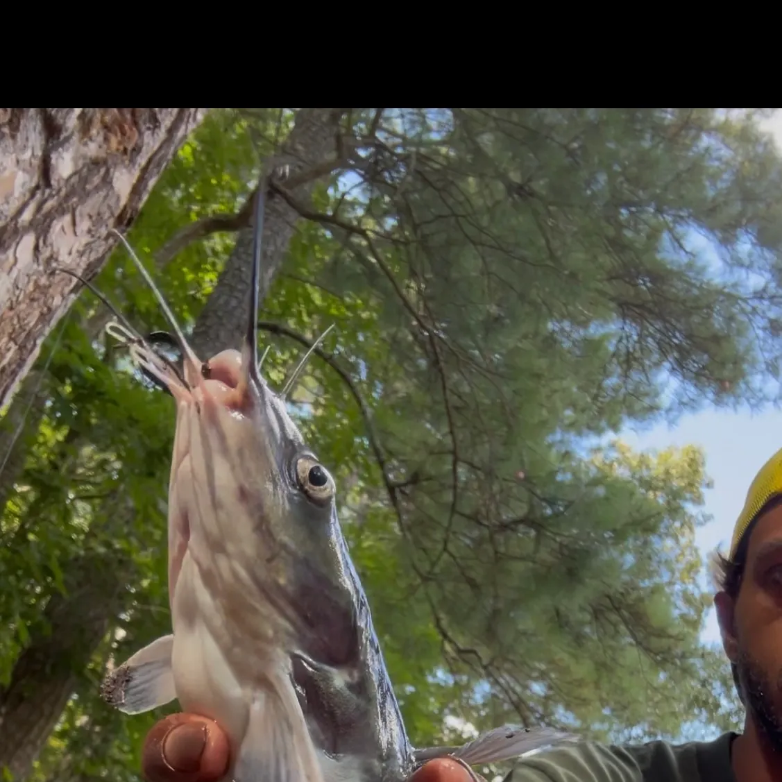 Blue catfish caught on Fishbrain