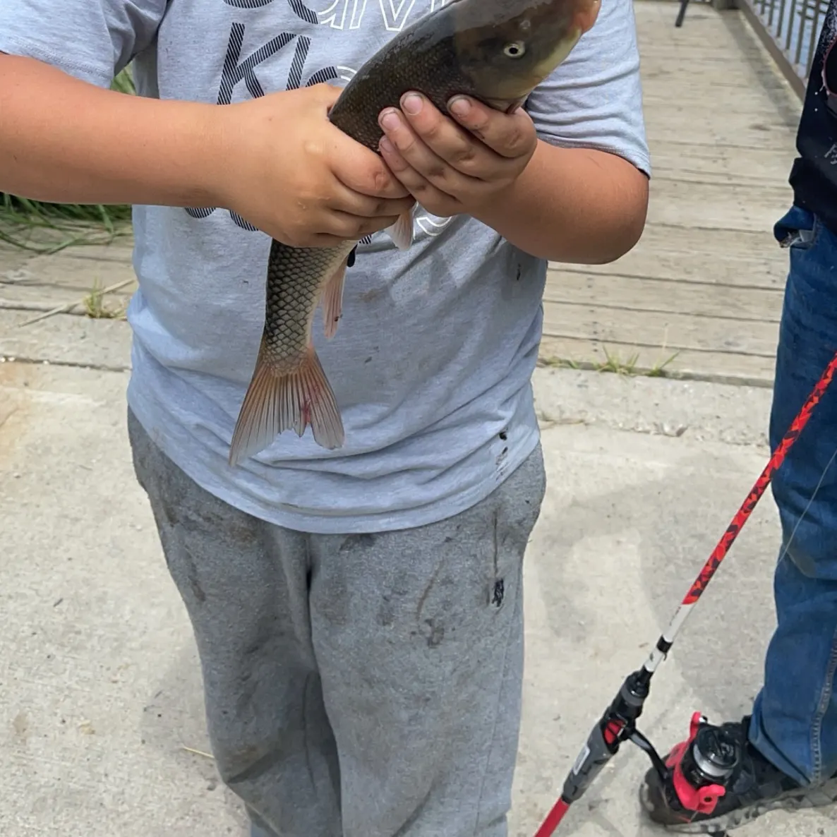 The most recent Largescale sucker catches on Fishbrain
