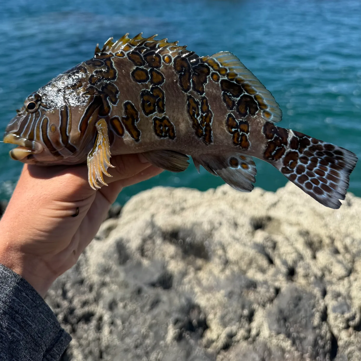 The most recent Giant hawkfish catches on Fishbrain