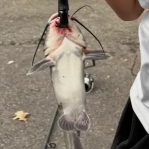 White bullhead caught on Fishbrain