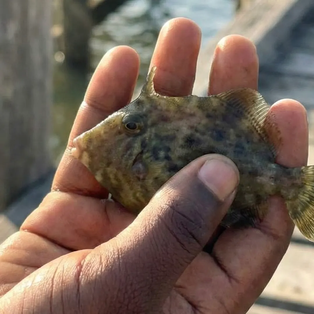 The most recent Large-scaled leatherjacket catches on Fishbrain