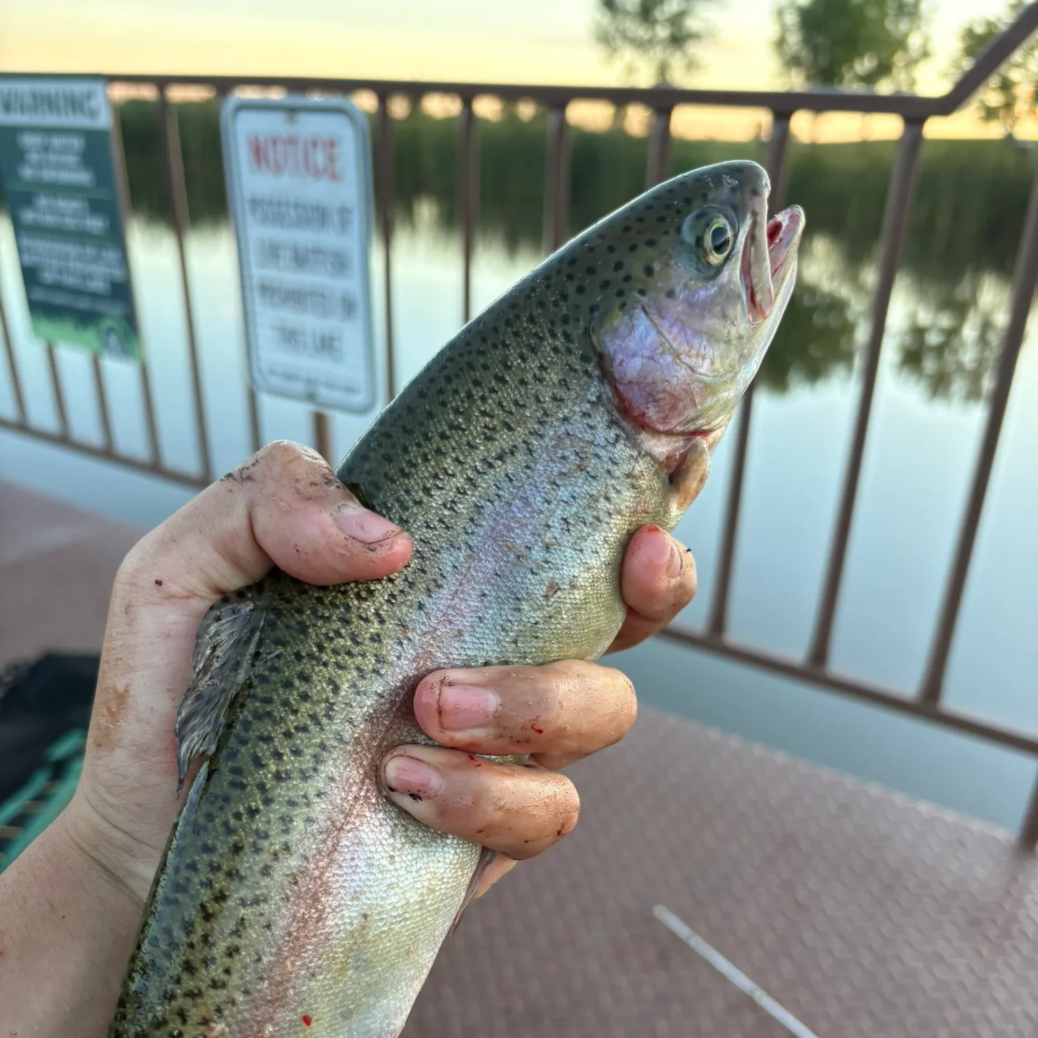 Rainbow trout caught on Fishbrain