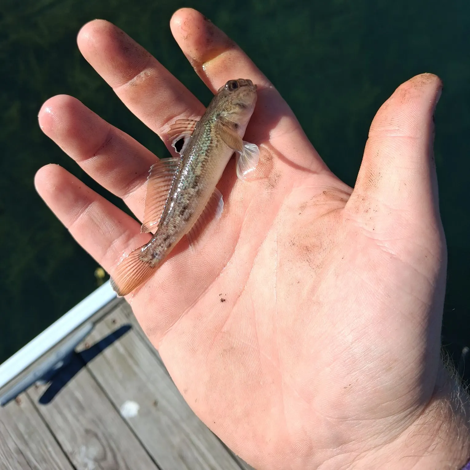 Round goby caught on Fishbrain
