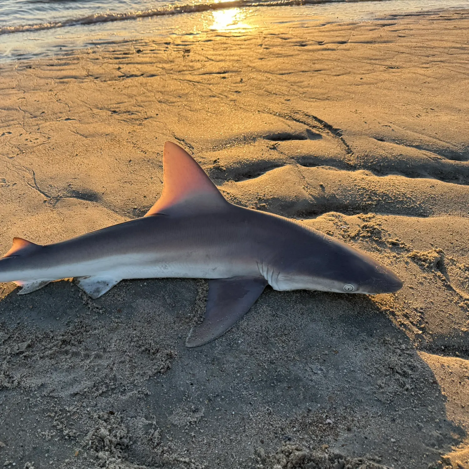 The most recent Sandbar shark catches on Fishbrain