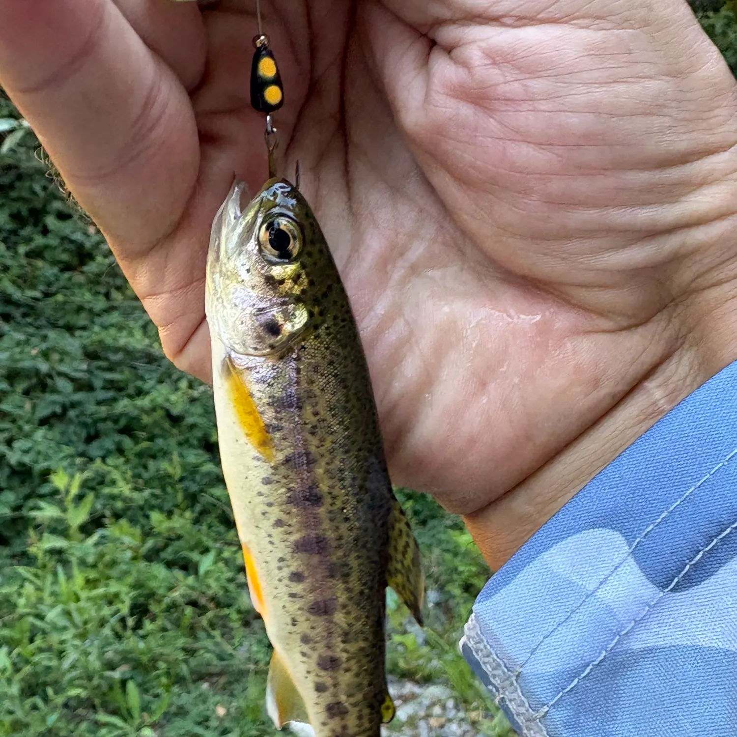 Rainbow trout caught on Fishbrain