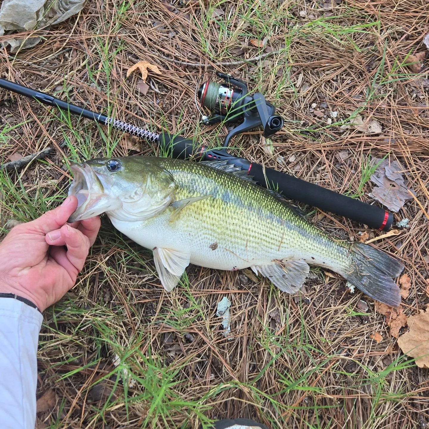 Spotted bass caught on Fishbrain