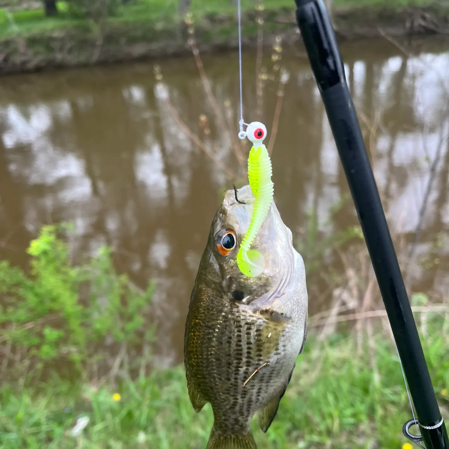 The most recent Rock bass catches on Fishbrain