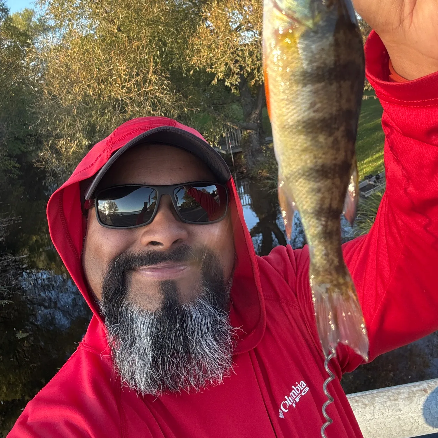 Yellow perch caught on Fishbrain