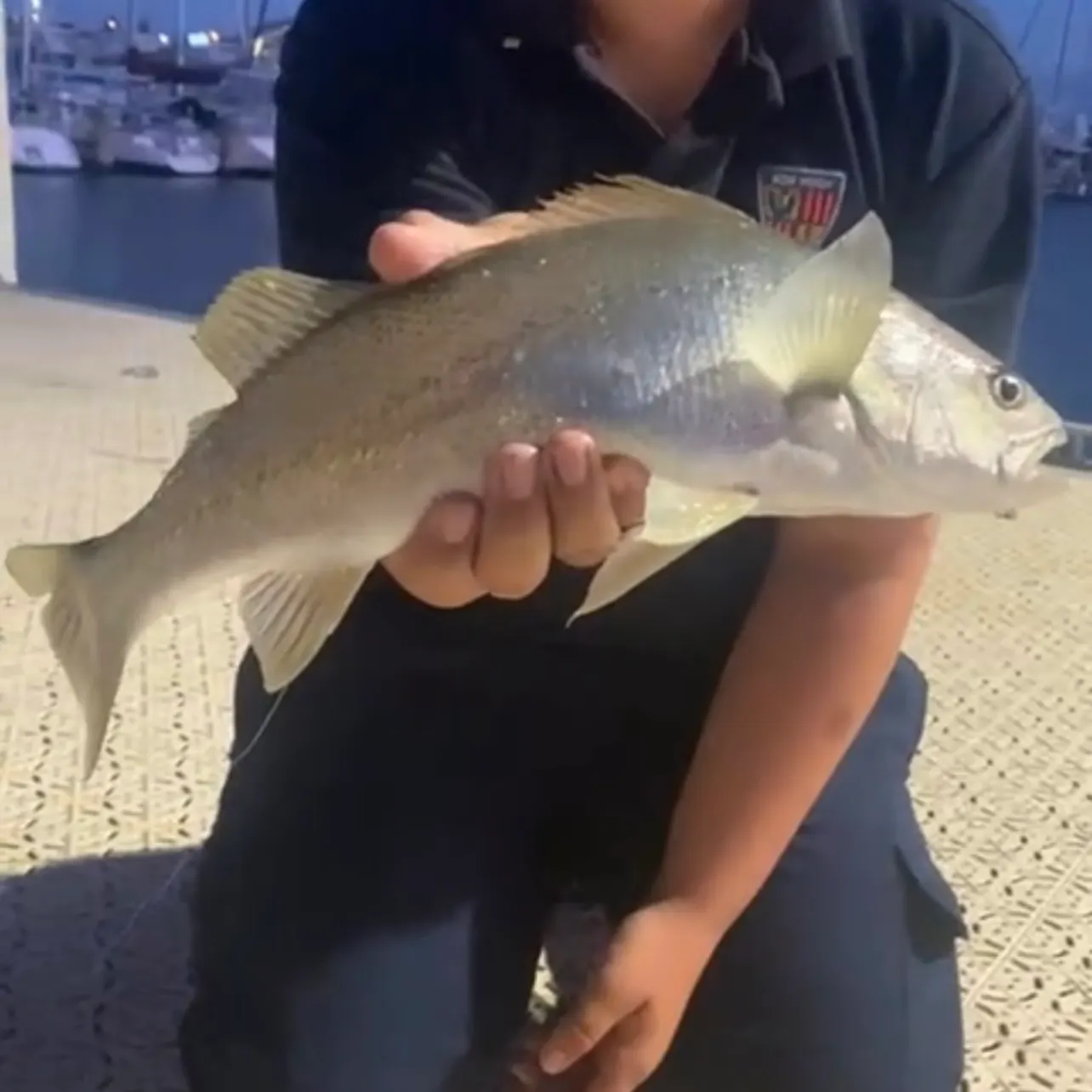 The most recent Japanese meagre catches on Fishbrain