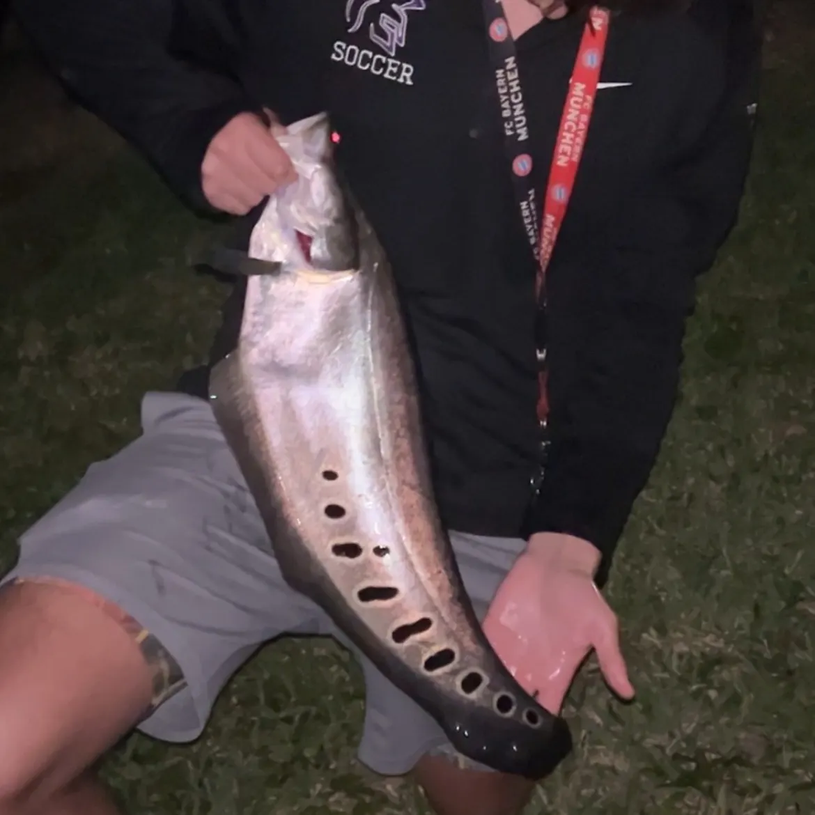 The most recent Clown knifefish catches on Fishbrain