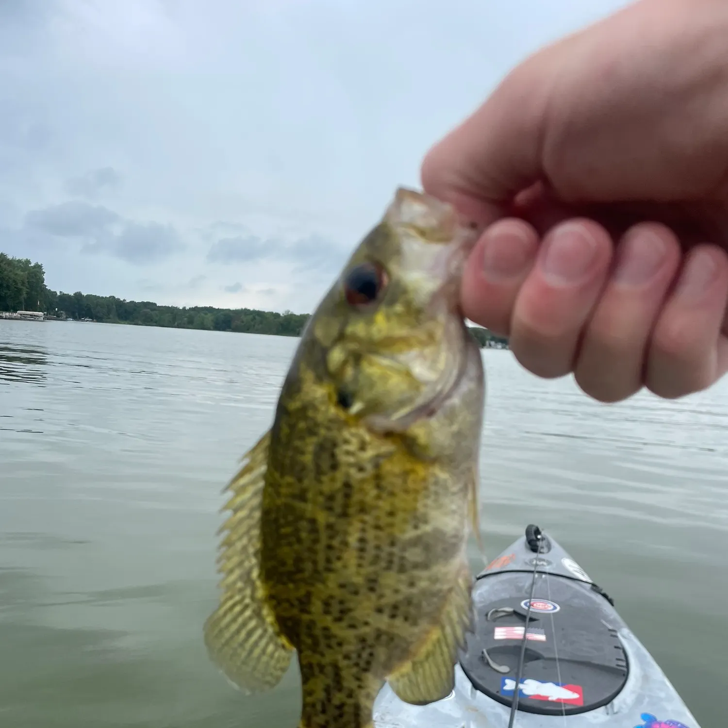 The most recent Rock bass catches on Fishbrain