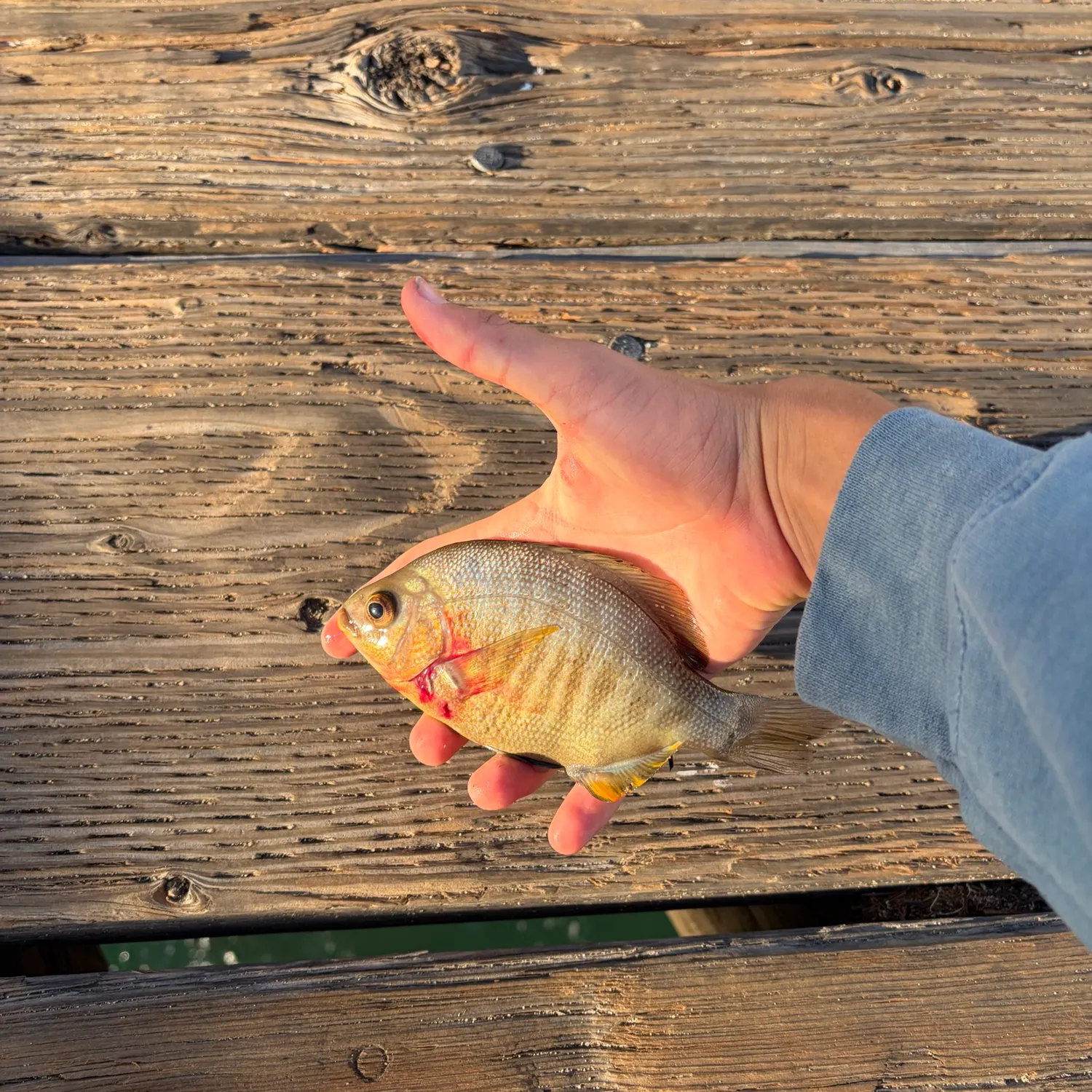 Black perch caught on Fishbrain