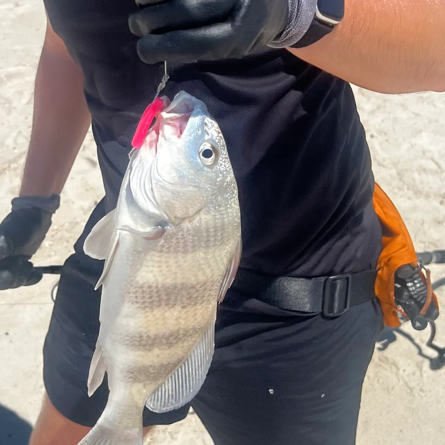 Black drum caught on Fishbrain