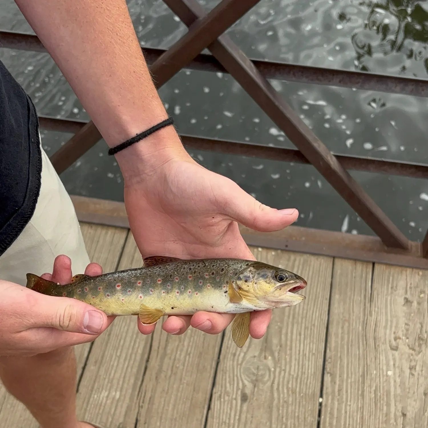Lake trout caught on Fishbrain