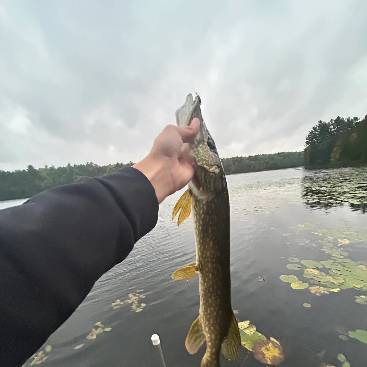 Northern pike caught on Fishbrain