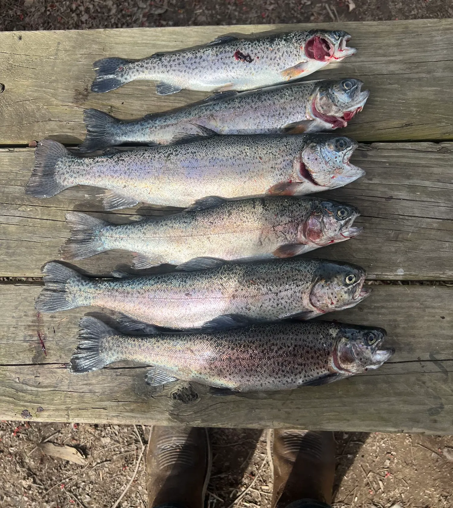 recently logged catches