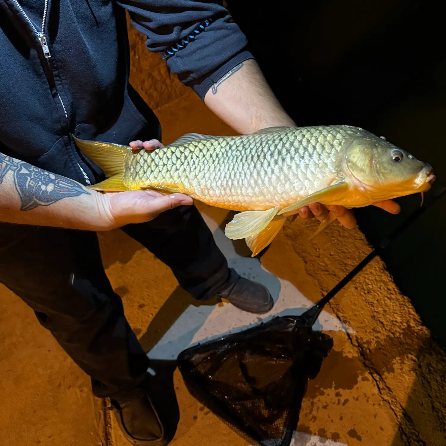Common carp caught on Fishbrain