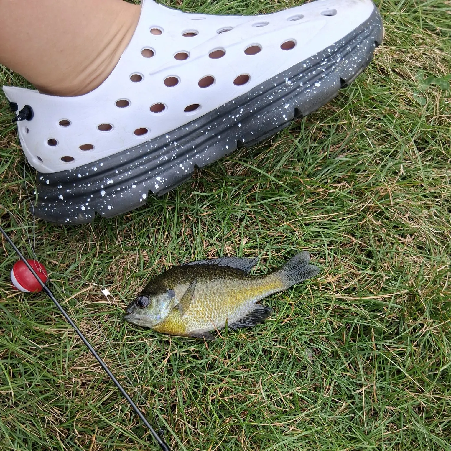 Bluegill caught on Fishbrain