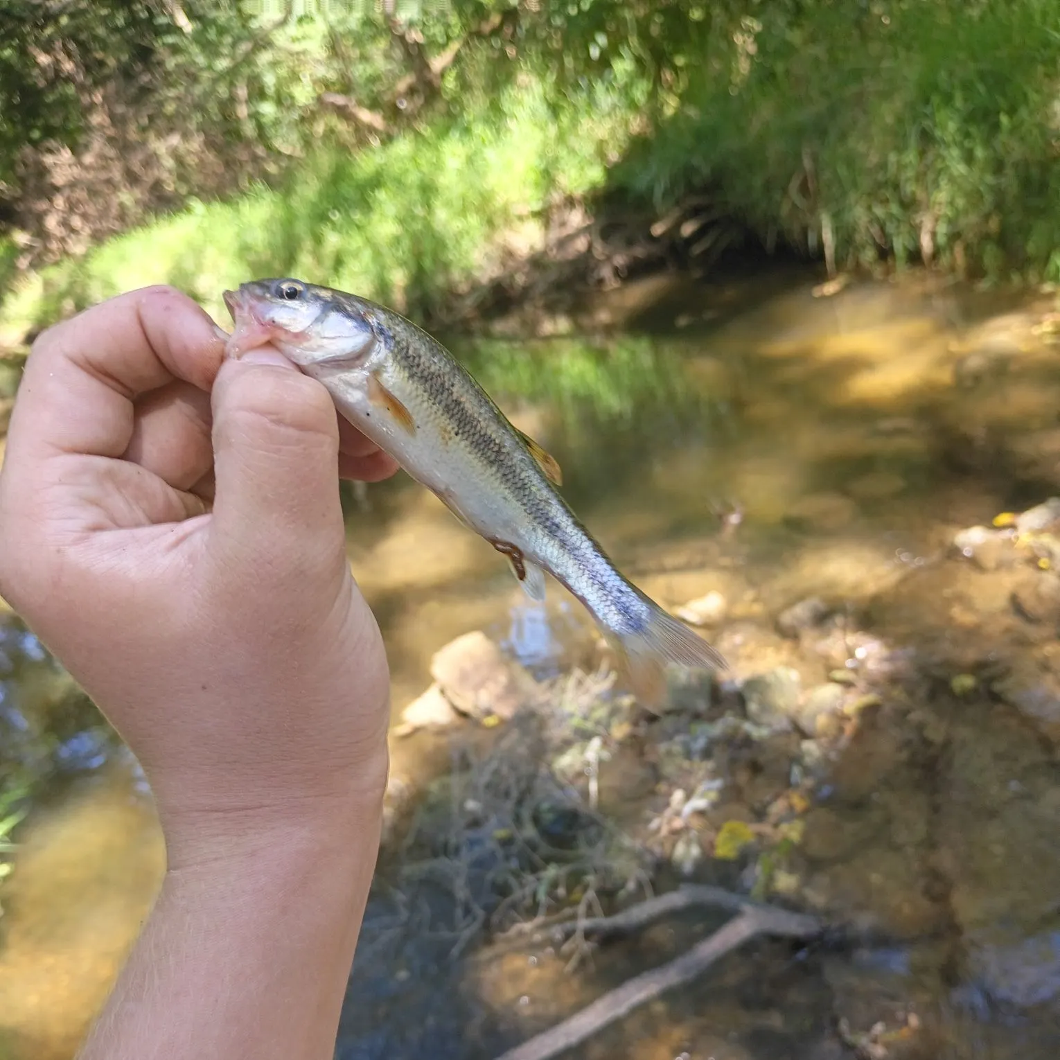 Creek chub caught on Fishbrain