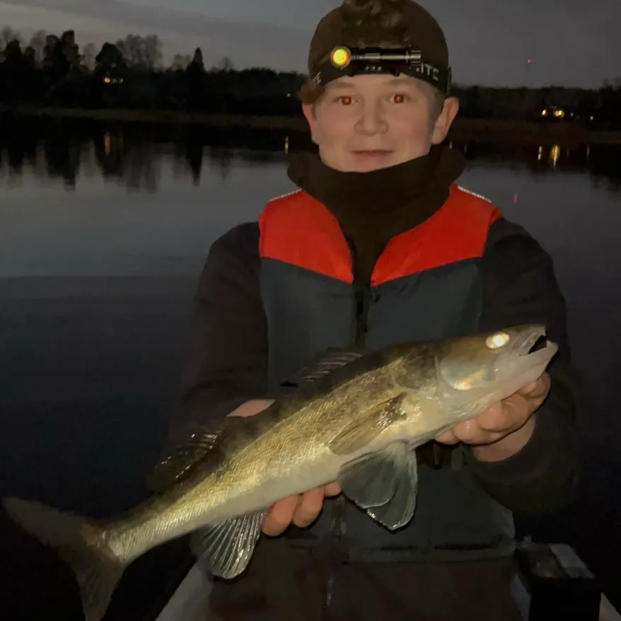 Zander caught on Fishbrain