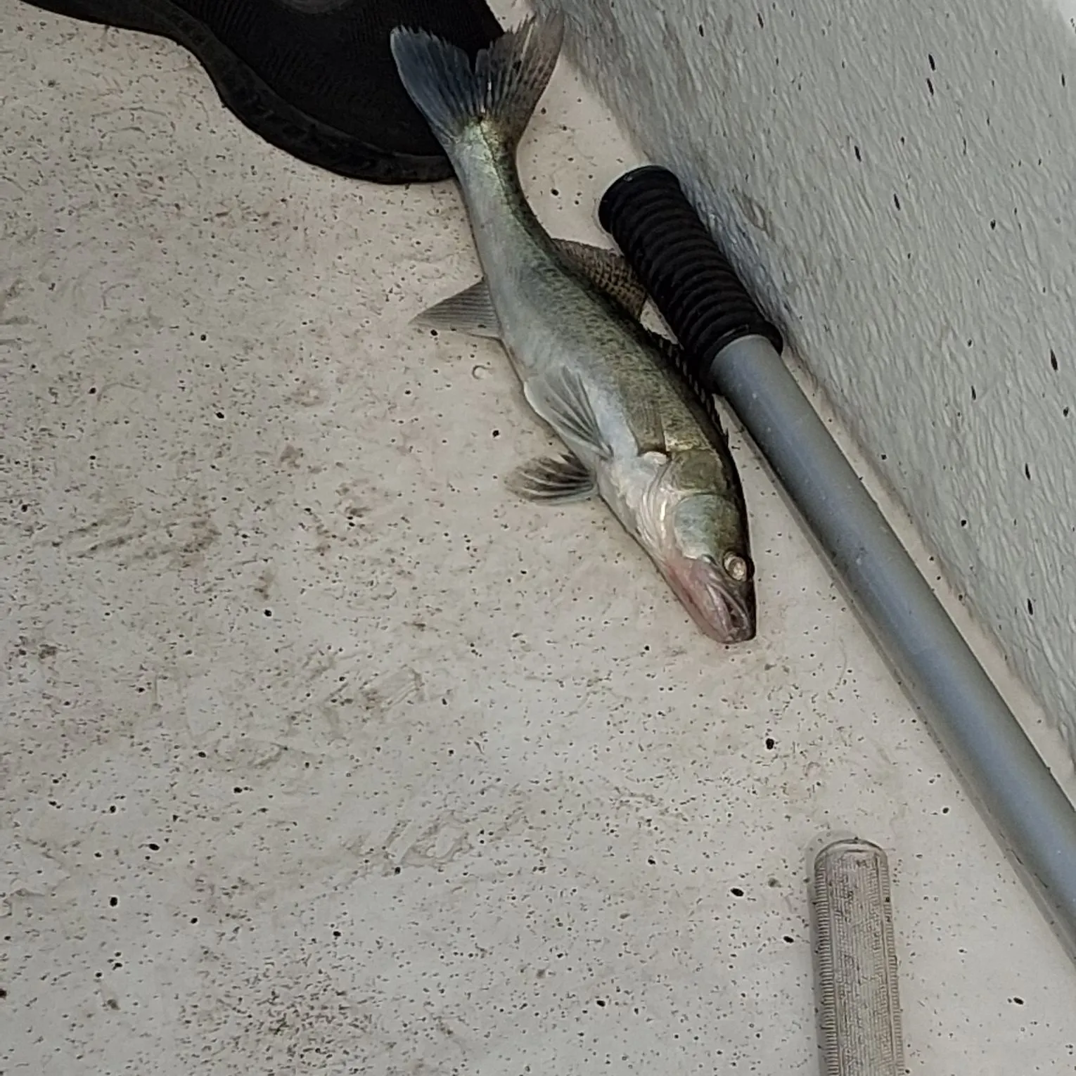 Zander caught on Fishbrain